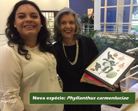 Nova espécie publicada Nova espécie publicada